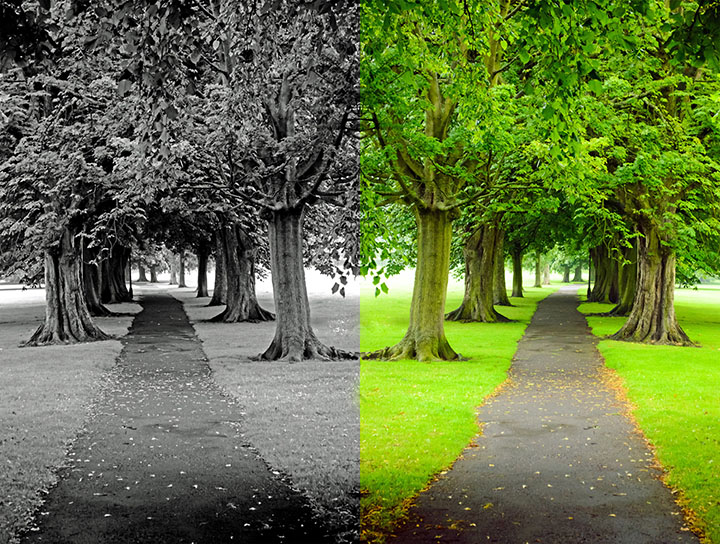 a forking path in the woods, one side is in black and white, the other is in color